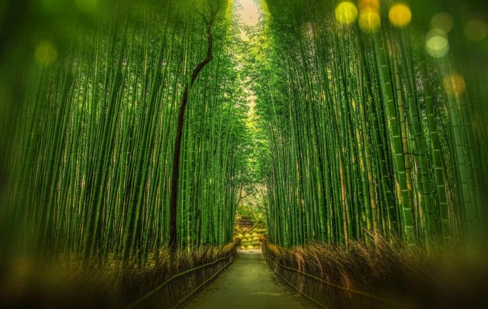 Simple Life Lessons From Story Of Chinese Bamboo Tree